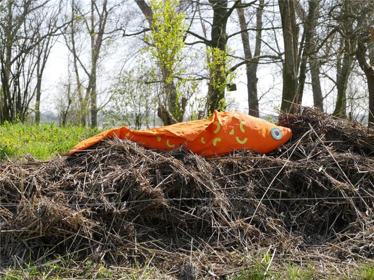 Stadland: Treibsel soll Stofffisch-Bäuche füllen Auf der Strohauser Plate wurde Treibsel gesammelt, um die bunten Fische aus Stoff auszustopfen.