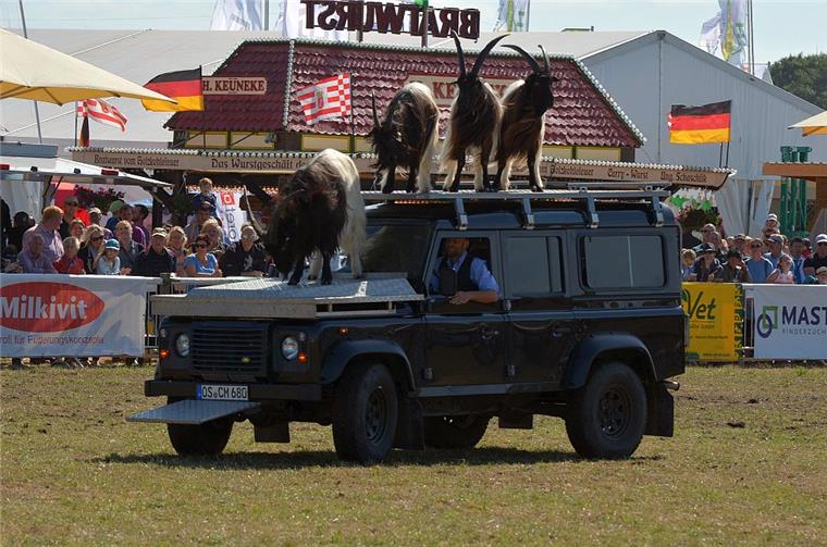 Tarmstedter Ausstellung: Andrang macht die Veranstalter froh Auf der Tarmstedter Ausstellung gibt es manche Kuriosität zu sehen. Zum Beispiel Ziegen, die auf Autos mitfahren.
