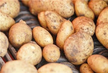 kartoffelernte