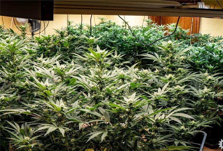 Bremen: Wegen Hecke gerufen -118 Cannabispflanzen gefunden Auf eine Cannabis-Plantage stießen Ordnungshüter am Donnerstag in Bremen-Obervieland, als sie eine wuchernde Hecke kontrollieren wolletn. Auch fünf Kilogramm Marihuana und eine kleinere Menge Kokain waren unter den sichergestellten Dingen.