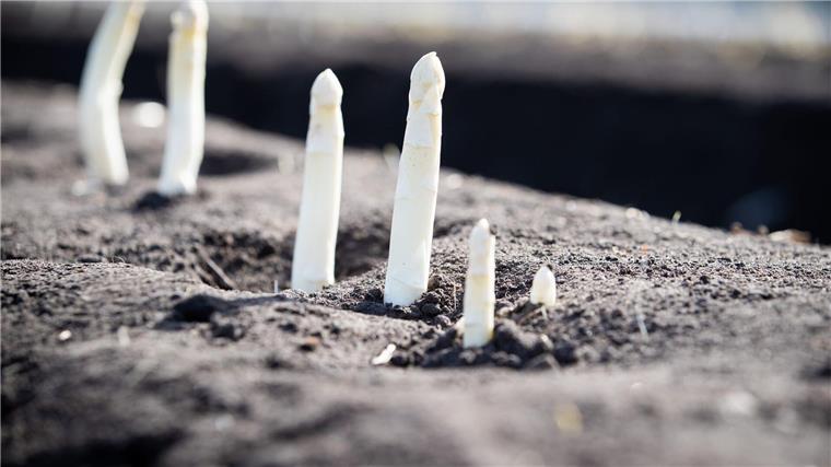 Spargelbauern hoffen auf Beginn der Ernte zu Ostern Auf einem Feld von einem Spargelhof wächst Spargel.