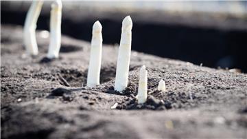 Auf einem Feld von einem Spargelhof wächst Spargel.