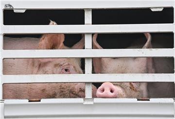 Mastschweine vom Landwirt Karsten Ilse sind am frühen Morgen in einem Lkw für den Transport zum Schlachthof zu sehen.
