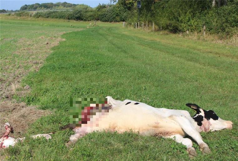 Wolfsrisse an der Nordseeküste: Cuxhaven ist das Hochrisikogebiet Ein gerissenes Rind auf einer Weide