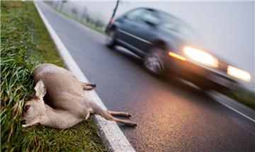 Auf Landstraßen kommt es häufig zu Unfällen mit Rehen. Aber auch in der Stadt sollten Autofahrer wachsam sein, rät die Jägerschaft.
