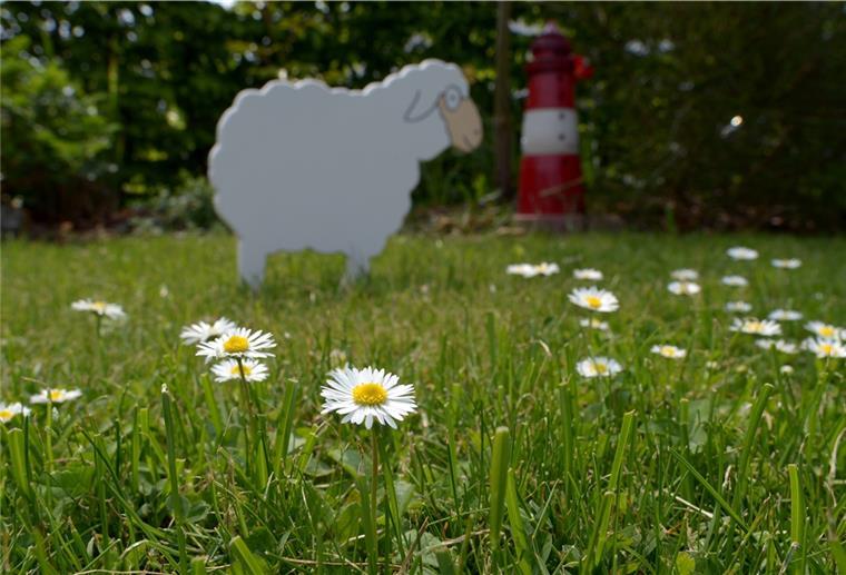 Bremerhaven und Cuxland: Offene Gartenpfote fällt aus Aufgrund der fortschreitenden Impfkampagne, der sinkenden Inzidenzen und der zu erwartenden Lockerungen gab es die Hoffnung, dass die Veranstaltung „Offene Gartenpforte“ in der Region Unterweser in diesem Jahr möglich sein wird – doch jetzt ist die Aktion abgesagt worden. .