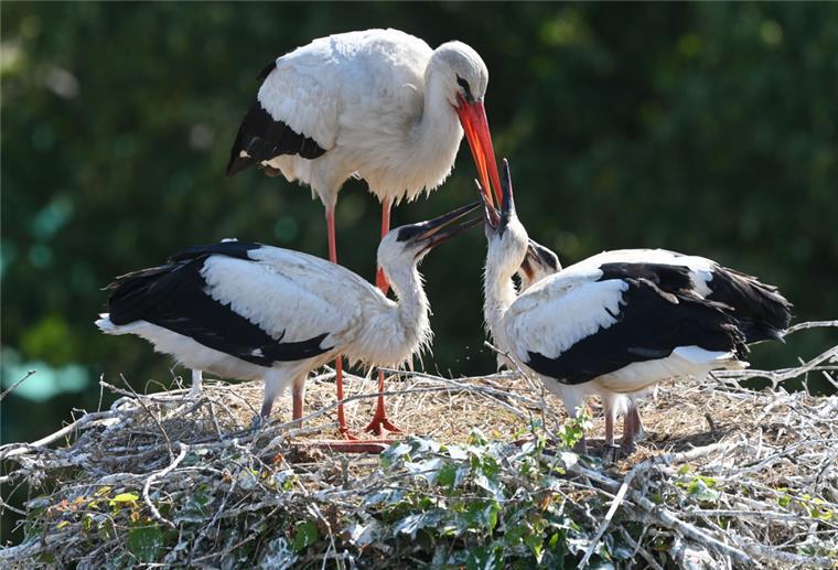 Nabu-Experte: Trockenheit gefährdet Storchen-Nachwuchs Storch füttert seinen Nachwuchs