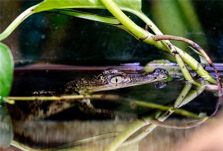 Niedersachsen: Kleiner Privatzoo sucht Paten für Krokodilbaby Ein Beulenkrokodilbaby schwimmt in der Tropenhalle des "Seelter Reptilienhuus", einem privat geführten Zoo im niedersächsischen Saterland, durch das Wasser.