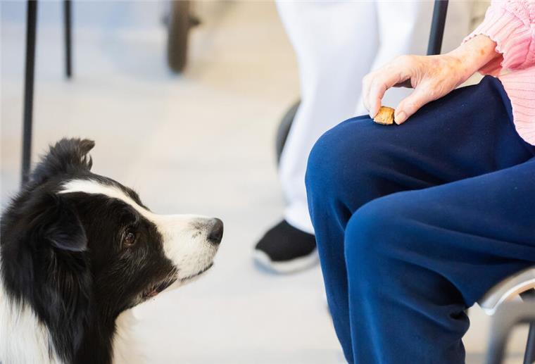 Notwendige Tierhaltung: Kosten können von der Steuer abgesetzt werden Hund im Pflegeheim