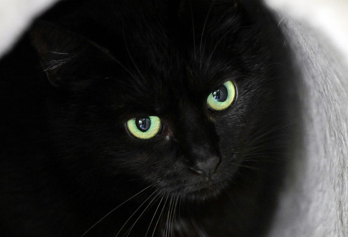 Aus Angst vor Ritualen: Stadt stoppt Adoption schwarzer Katzen vor Halloween Ein schwarzer Kater sitzt während des Fotoshootings zur Charity-Aktion „Schwarz bringt Glück“ im Tierheim des Berliner Tierschutzvereins in seiner Höhle.