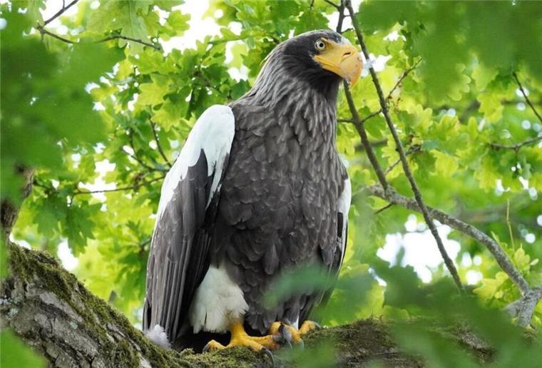 Riesenseeadler soll zurück in belgische Heimat Aus Belgien ins Cuxland geflüchtet ist ein Riesenseeadler-Weibchen, das hier schon einige Male gesehen worden ist.