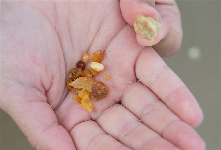 Hier kann man Bernstein schleifen und Schmuck herstellen Bei sonnigem Wetter liegen am 08.08.2017 in Koserow (Mecklenburg-Vorpommern) auf der Insel Usedom Bernsteine in verschiedenen Größen und Farben nach einem Strandspaziergang in der Hand einer Urlauberin.