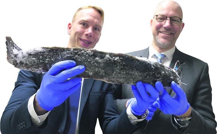 Aus der Region für die Region: Mirko Oeltermann (rechts), Geschäftsführender Vorstand der BÄKO Bremerhaven, und Prokurist Jens Grendel begutachten den Afrikanischen Wels, der in Oberndorf gezüchtet und von dem genossenschaftlichen Vollsortimenter mit Sitz in Sievern seit neuestem ins Elbe-Weser-Dreieck geliefert wird.