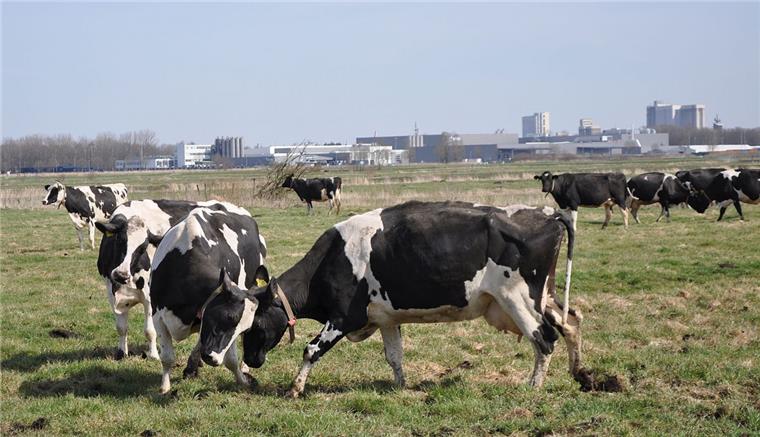 Wesermarsch: Im Frühjahr geht's für die Kühe wieder ins Freie Aus lauter Freude über den Beginn der Weidesaison tollten die Kühe umher
und trieben Schabernack miteinander.