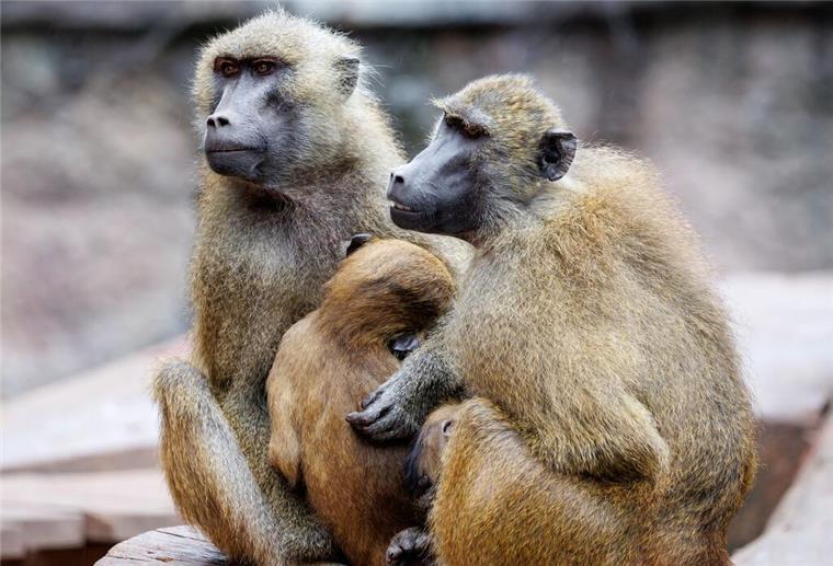 Trotz harter Kritik: Zoo verteidigt Pavian-Tötungen und erwartet weitere Fälle Paviane sitzen in ihrem Gehege im Tiergarten Nürnberg.
