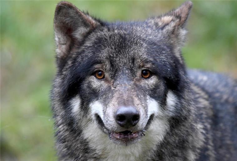 Naturschützer klagen gegen Aufnahme des Wolfes ins Jagdrecht Wolf streift im Wildpark durch sein Gehege