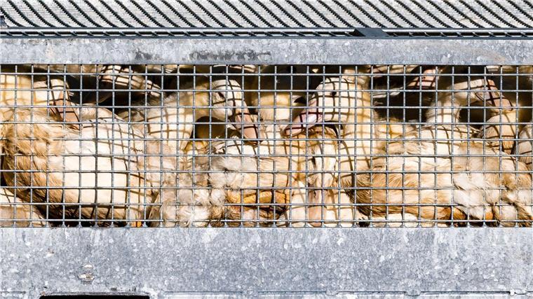 Vogelgrippe: Stallpflicht auch im Landkreis Cloppenburg Aus Sorge vor der Vogelgrippe soll Geflügel vor dem Kontakt mit Wildvögeln geschützt werden.