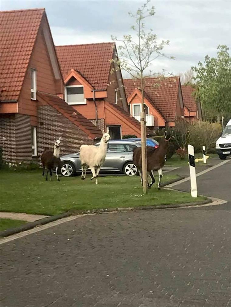 Ausgebrochen: Lamas laufen wild durch Bad Bederkesa.