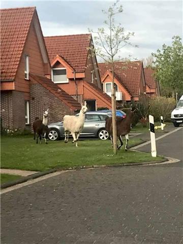 Ausgebrochen: Lamas laufen wild durch Bad Bederkesa.