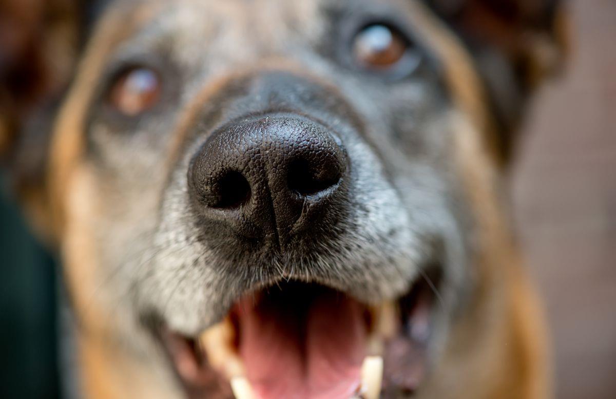 Wangerland: Hunde öffnen Haustür und sorgen für Verkehrschaos Ausgebüxte Hunde haben im Wangerland für Aufregung gesorgt.