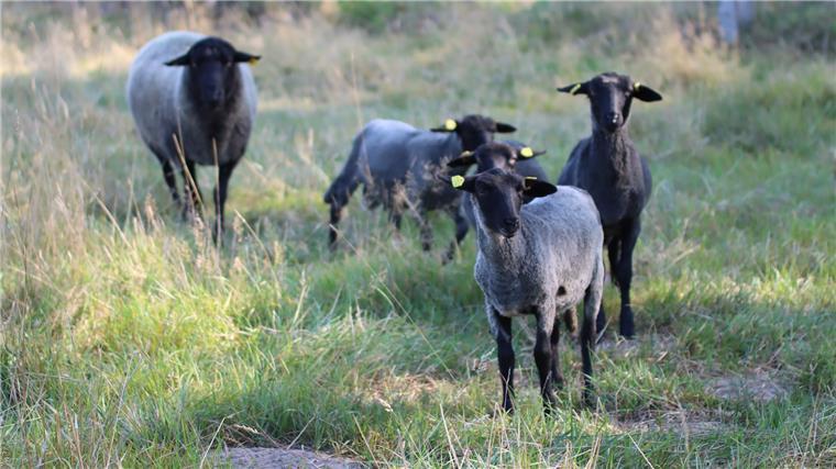 Diese Schafe aus Bülstedt sind Alleskönner „Außer Eier legen können sie alles“, sagt Michael Ruhnau über seine Rauhwolligen Pommerschen Landschafe. Der Bülstedter bezeichnet die Tiere als ideale Selbstversorger-Schafe: Sie liefern Wolle, Fell, Fleisch und aus der Milch macht der Schafzüchter Käse.