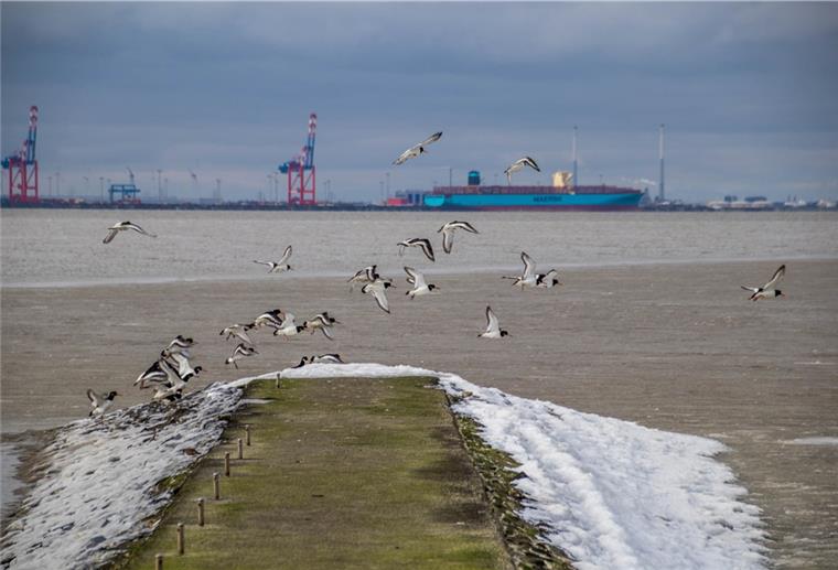 Butjadingen: Schwere Zeiten für Watvögel Austernfischer an der Buhne in Tossens: Bei längeren Frostphasen friert auch das Watt – und die Watvögel müssen hungern. Foto: Lammers