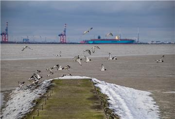 Austernfischer an der Buhne in Tossens: Bei längeren Frostphasen friert auch das Watt – und die Watvögel müssen hungern. Foto: Lammers