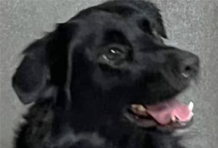 Australian Shepherd-Retriever-Mix Buddy sucht immer noch ein neues Zuhause Australian Shepherd-Retriever-Mix Buddy braucht noch jede Menge Erziehung.