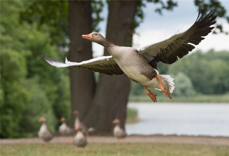 Studie: Wildgänse von Silvesternacht längere Zeit gestresst Ein Wildgans fliegt am Ufer eines Teiches.