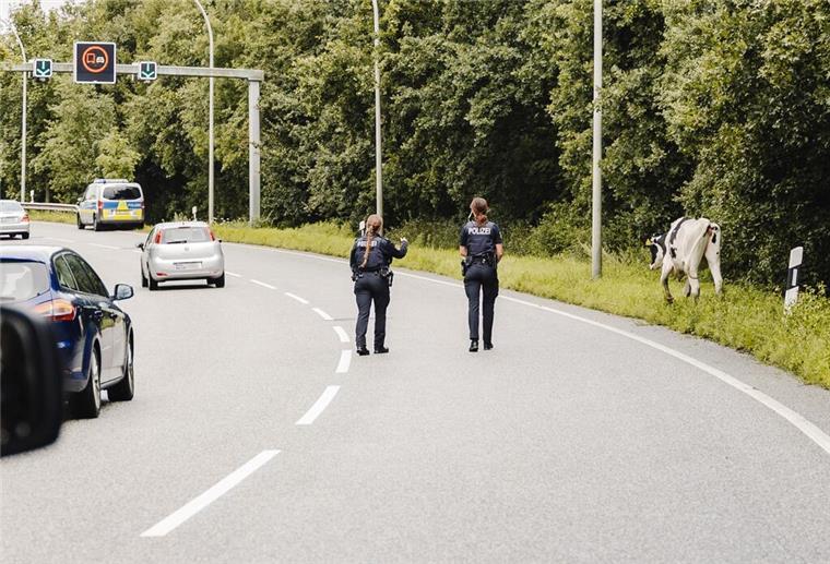 Polizei fängt freilaufende Kühe auf der Grimsbystraße ein Kühe auf Grimsbystraße
