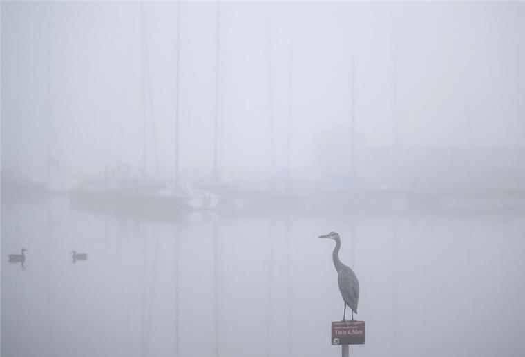 ARCHIV - 03.09.2023, Nordrhein-Westfalen, Dortmund: Ein Graureiher sitzt im Morgennebel am Hafen des Phoenix Sees auf einem Schild. (zu dpa: «Nebel und herbstliche Temperaturen in Nordrhein-Westfalen») Foto: Bernd Thissen/dpa +++ dpa-Bildfunk +++