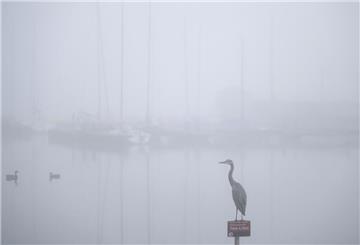 ARCHIV - 03.09.2023, Nordrhein-Westfalen, Dortmund: Ein Graureiher sitzt im Morgennebel am Hafen des Phoenix Sees auf einem Schild. (zu dpa: «Nebel und herbstliche Temperaturen in Nordrhein-Westfalen») Foto: Bernd Thissen/dpa +++ dpa-Bildfunk +++
