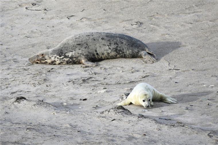 Kegelrobben-Rekord auf Helgoland: So viele Babys sind's schon Ein Robbenbaby und ein erwachsenes Tier liegen an einem Strand.