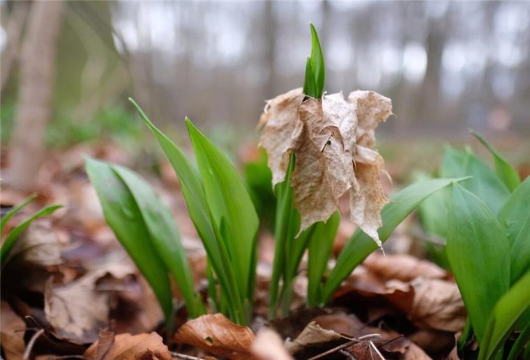 Bärlauch im Juni: Warum das Waldkraut jetzt zur Gefahr werden kann Bärlauch wächst im Wald.