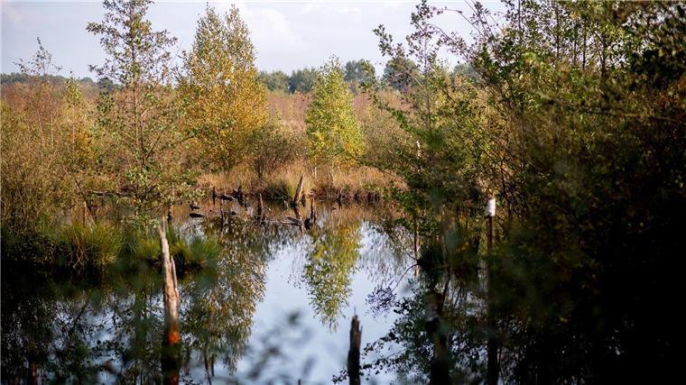 Bäume mit herbstlich verfärbten Blättern stehen in der Diepholzer Moorniederung nahe der Ortschaft Heimstatt im Landkreis Diepholz.