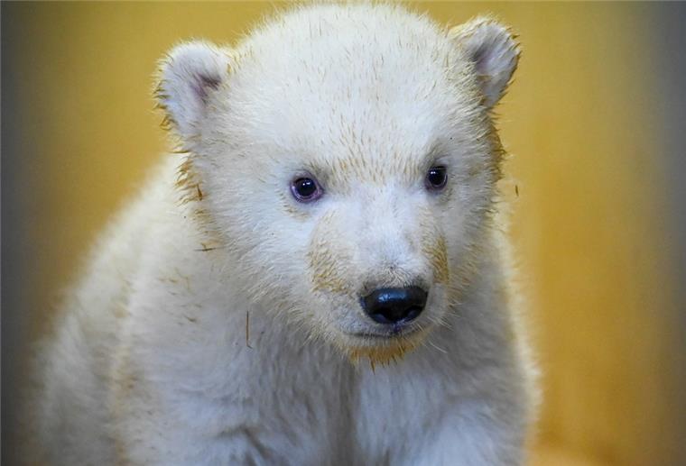 Eisbären-Zwillinge wieder in der Zooschule zu sehen Bald ist es soweit: Die Eisbärenweibchen kommen Ende März an die frische Luft.