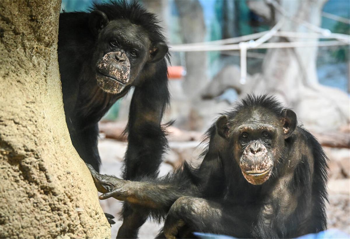 Neuer Schwung im Affengehege - Zoo am Meer erreicht Spendenziel Bald können die Schimpansen im Zoo am Meer wieder ordentlich spielen.