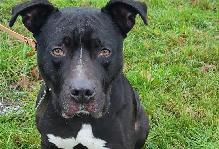 Balou, der aktive Schmusehund, sucht ein Zuhause ohne Kinder oder Kleintiere.