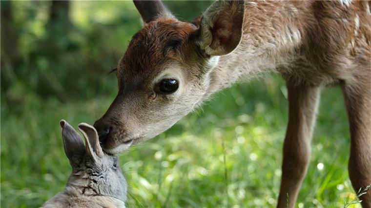 Bambis großes Abenteuer Bambi freundet sich mit einem Hasen an.