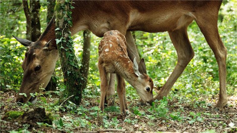 Bambis großes Abenteuer Bambi ist jetzt echt. Der alte Film war ein Zeichentrickfilm.