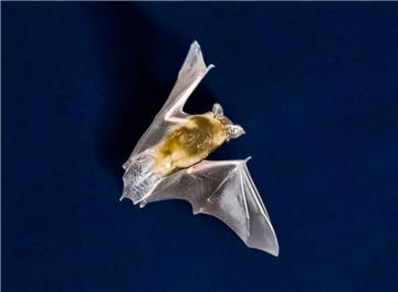 Bat-Night in Nordenham: In der Wesermarsch gibt es zehn verschiedene Fledermausarten.