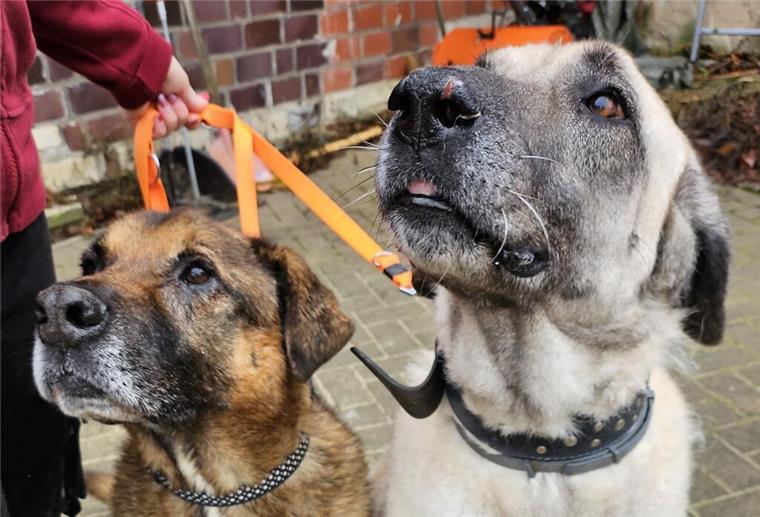 Mischling Batu und Kangal-Hündin Vivia hoffen auf ein neues Zuhause Hunde