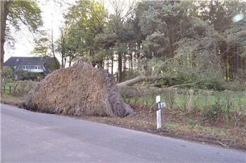 Baum am Boden zwischen Loxstedt und Sellstedt. Foto: Fixy