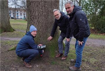 Ein Baum wird getestet