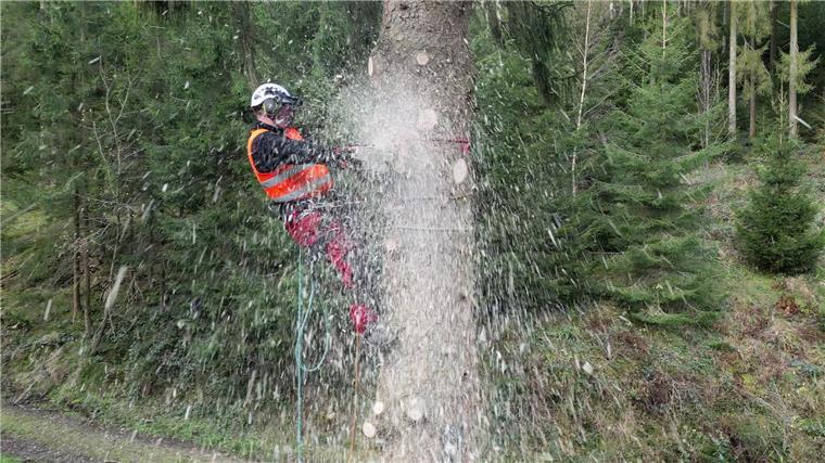 Weihnachtsbaum für den Reichstag im Harz gefällt Baumkletterer Holger Schwering sägt den Baum in luftiger Höhe ab.