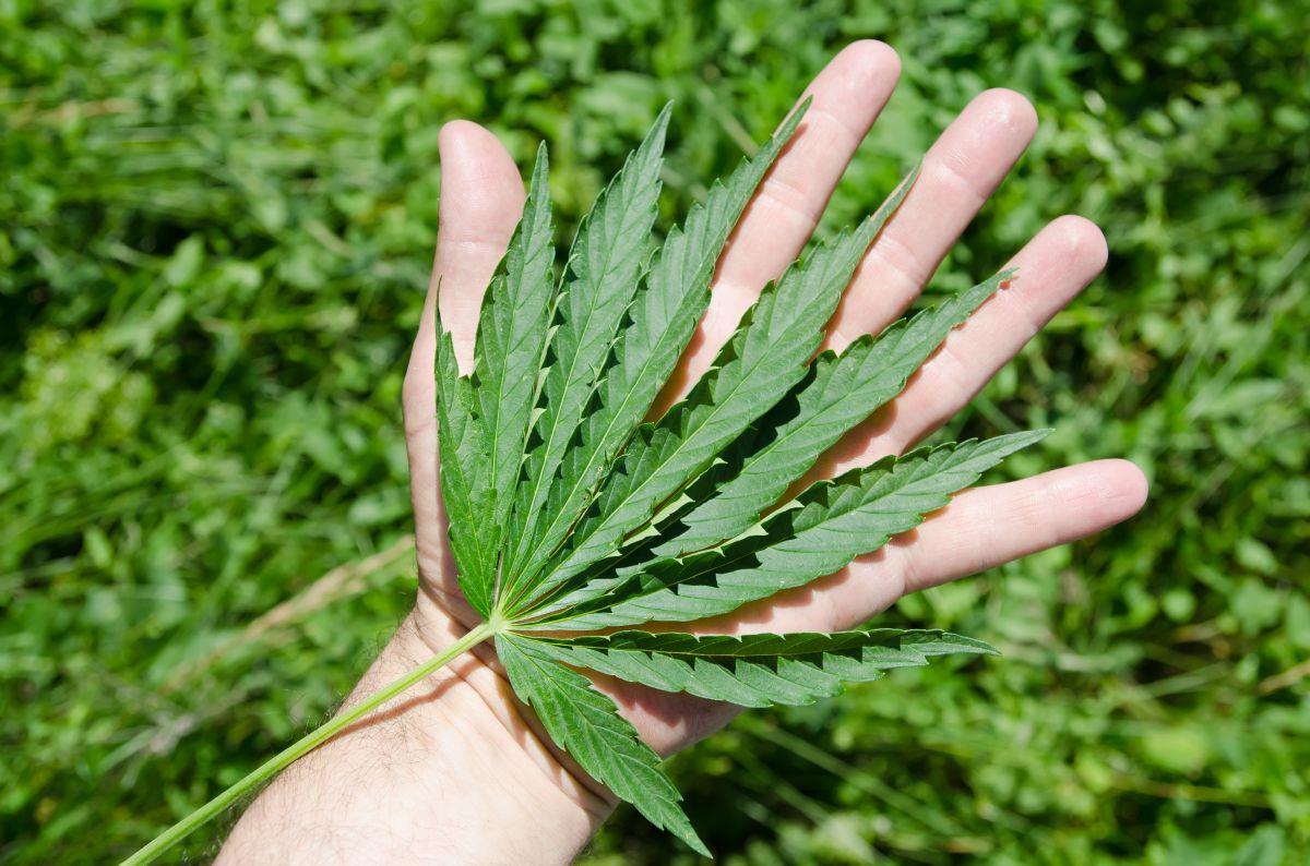 Drogenplantage in Beverstedt entdeckt Beamte aus Schiffdorf haben beim Vollstrecken eines Gerichtsbeschlusses eine Drogenplantage entdeckt.