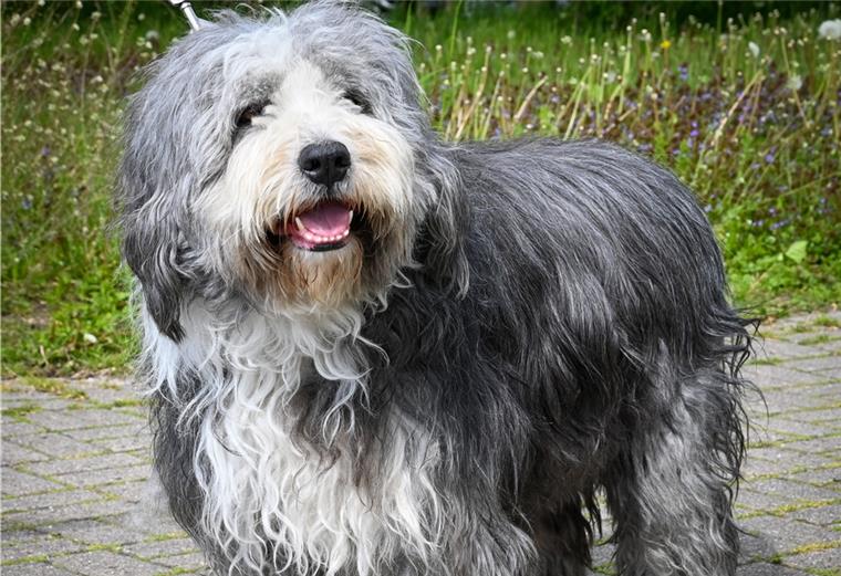 Die erste Frisur nach dem Lockdown Bearded Collie-Rüde Loui mit „Corona-Frise“.