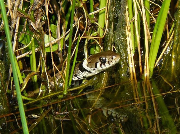 Neues Naturschutzgebiet bei Sievern Bedrohte Tierarten wie zum Beispiel Ringelnattern sollen sich in dem neu ausgewiesenen Naturschutzgebiet besonders wohl fühlen.