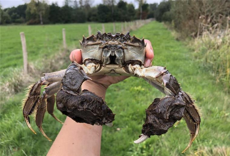 Krabben-Invasion an der Nordsee! So gefährlich sind die Tiere für unsere Küste ausgewachsene Wollhandkrabbe