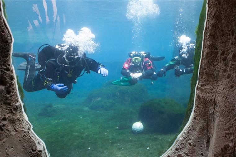 Zoo am Meer: Taucher bei den Eisbären im Wasser Befreien das Eisbärbecken im Zoo am Meer von Algen: Sporttaucher aus Bremerhaven.